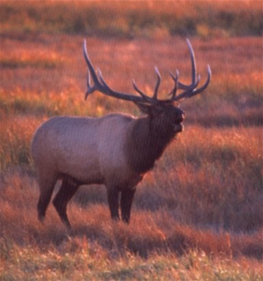 elk.jpg